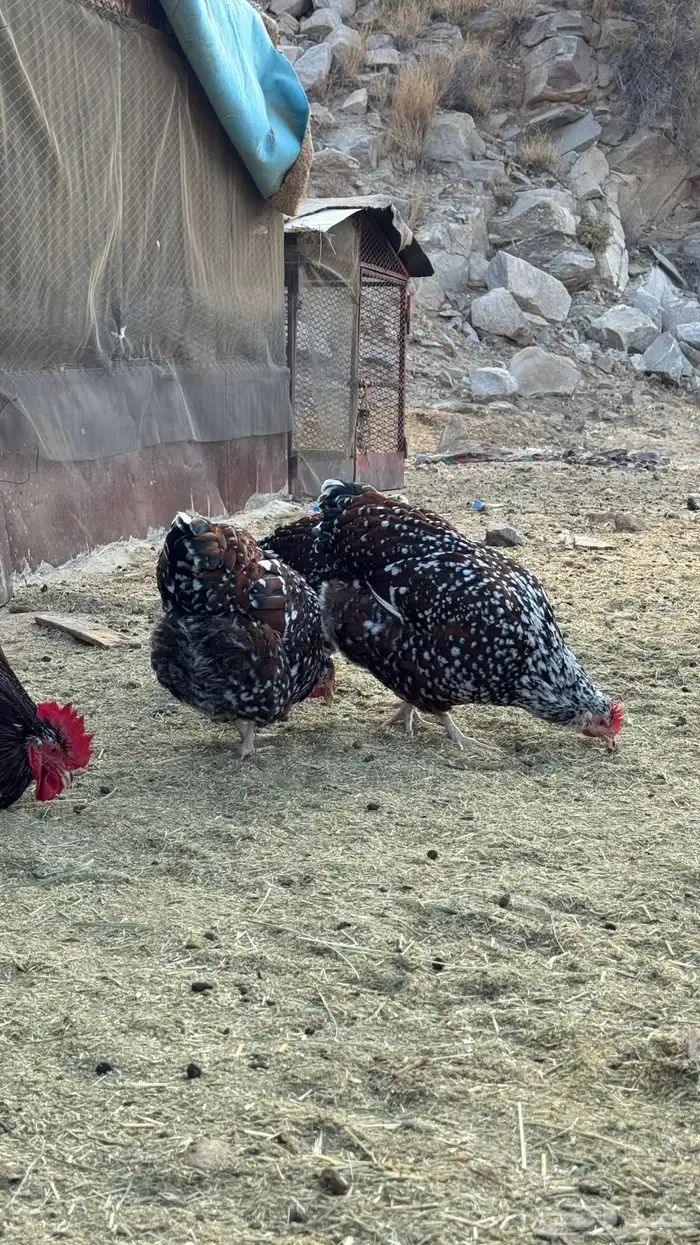 دجاج سوساكس 2