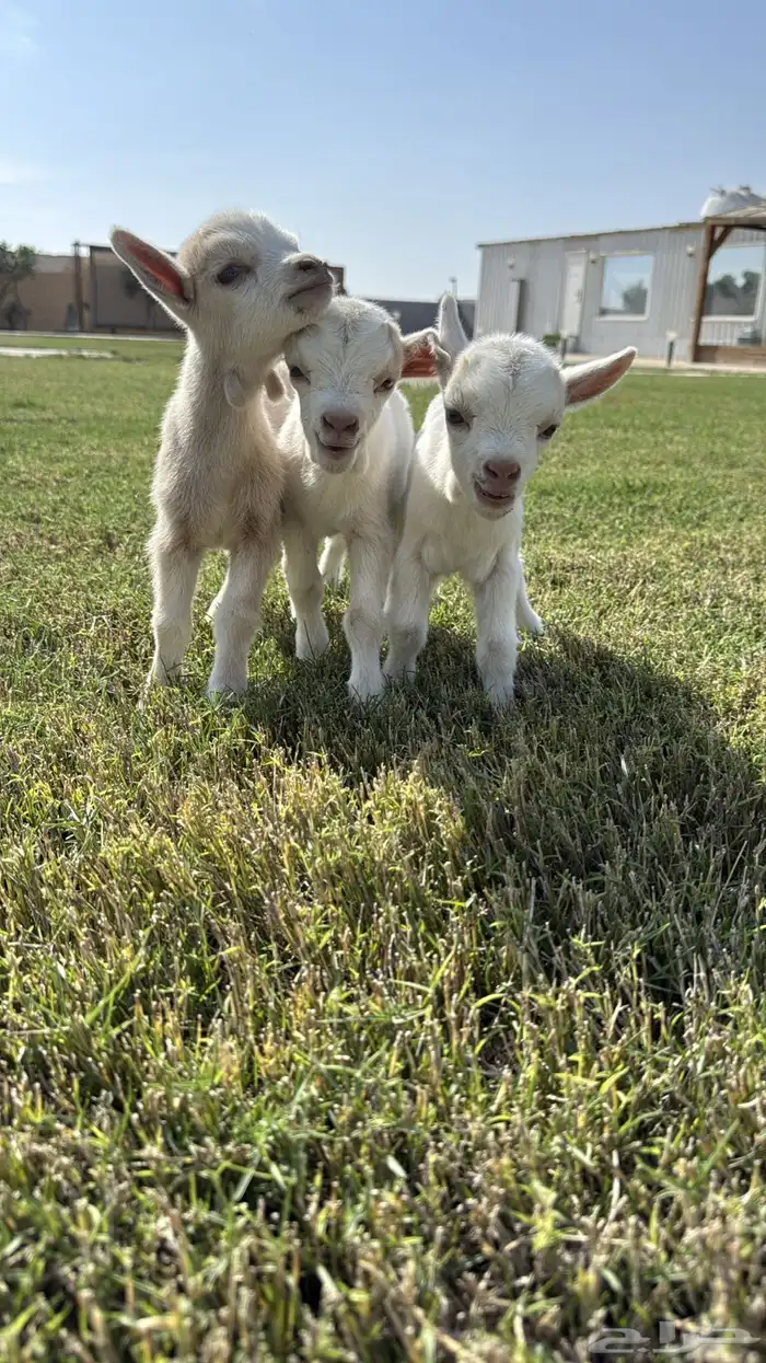 ماعز قزم معرف 0