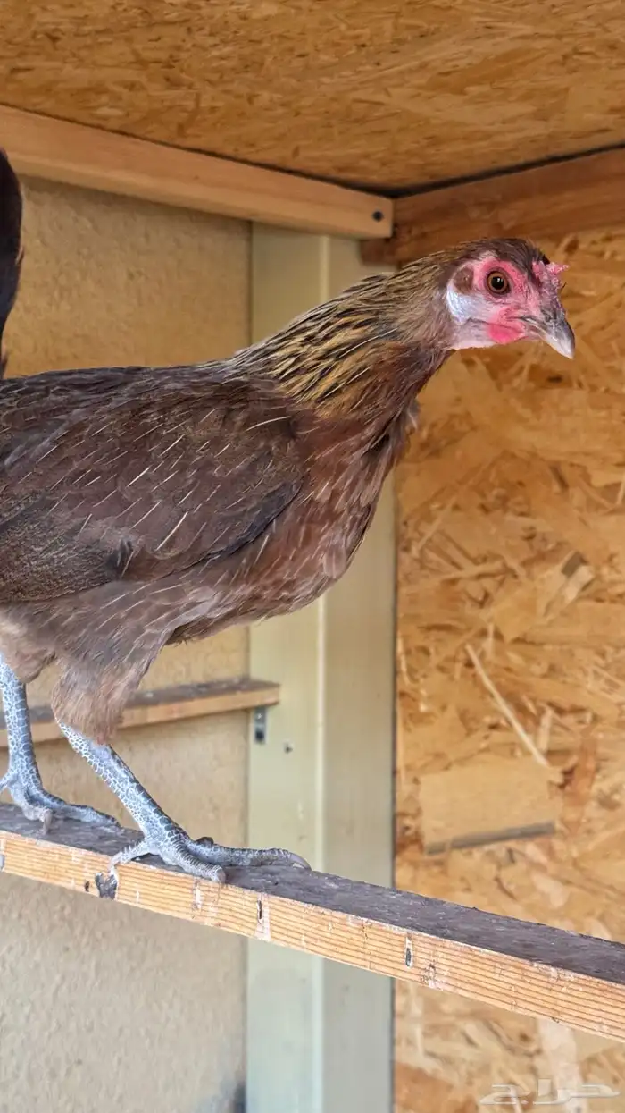 دجاج عربي ترثه اصيل فري 77