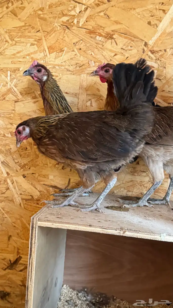 دجاج عربي ترثه اصيل فري 64