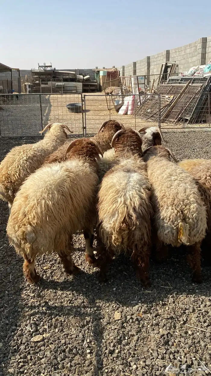 طليان نعيمي جبر ناهي 3