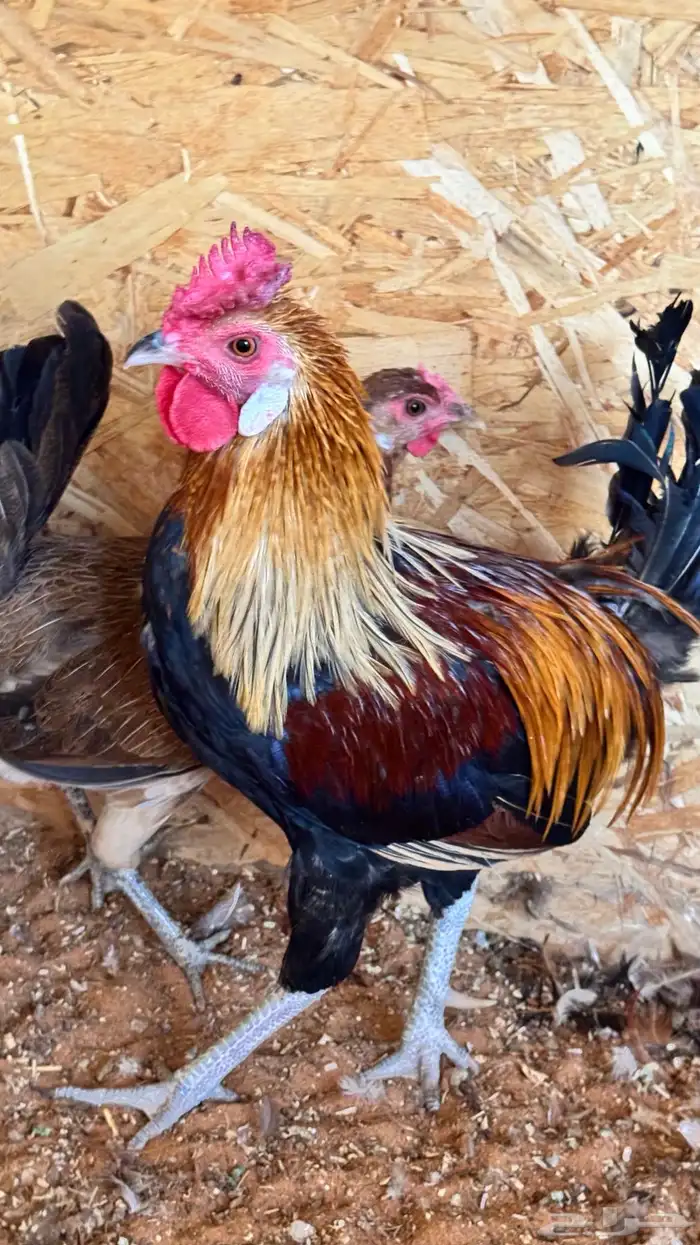 دجاج عربي ترثه اصيل فري 46