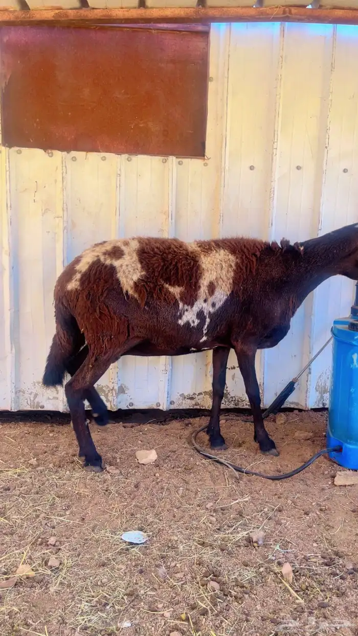 شاه سوكنيه 0