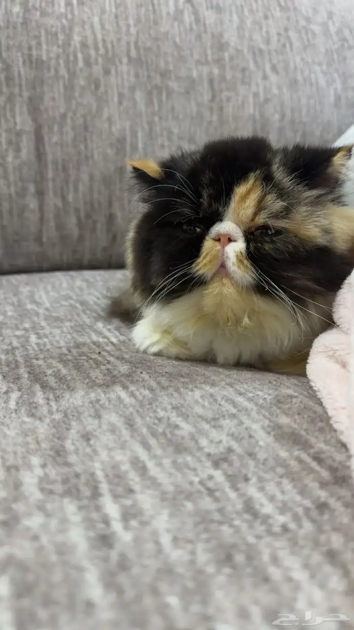 بيكي فيس فان 6