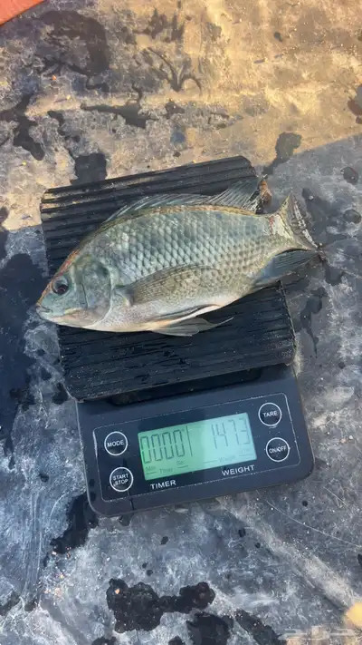 سمك بلطي index