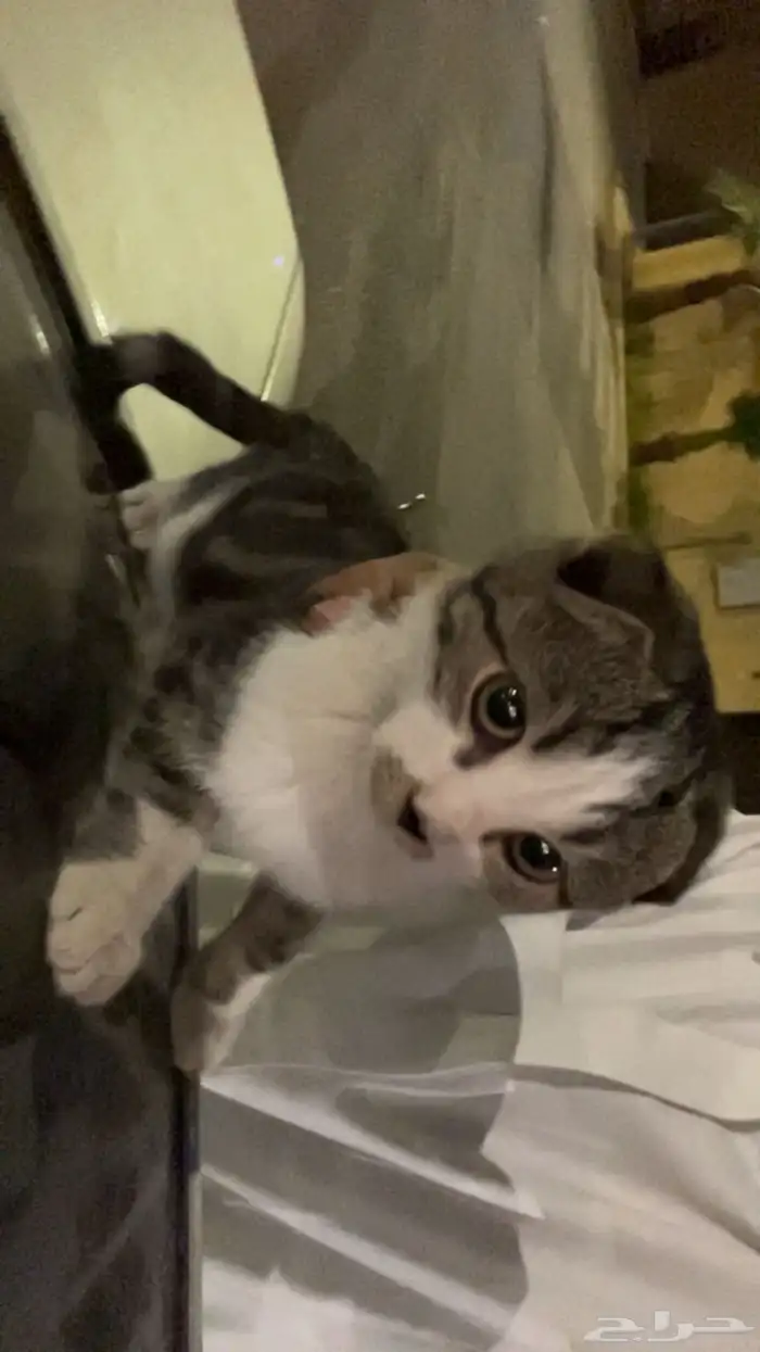 قط سكوتش فولد 2