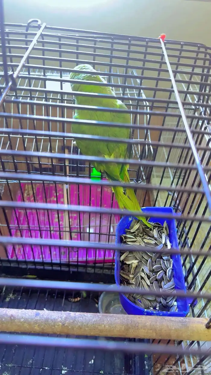 بغبغاء دره الهندي للبيع 1