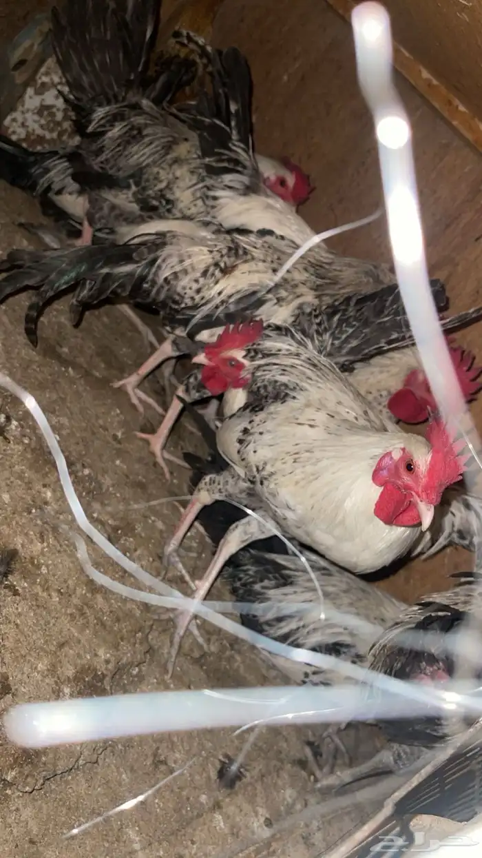 ديوك فيومي. و بلدي 11