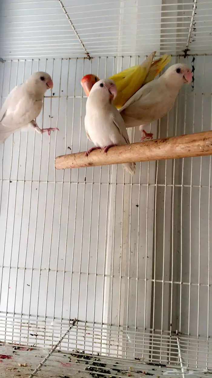 فردات روز البينو وحبه لاتينو عيون حمر 1