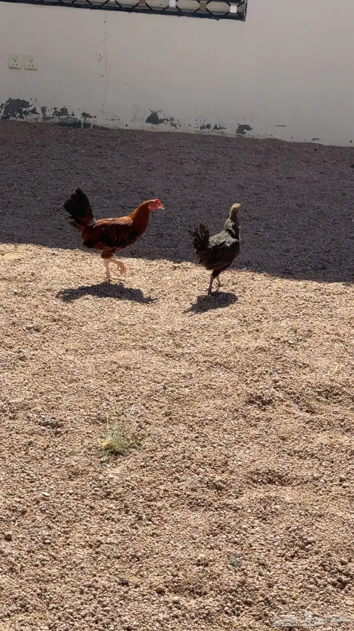 دجاج للبيع 0