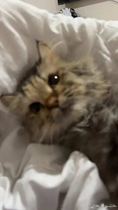 قطه شيرازي index