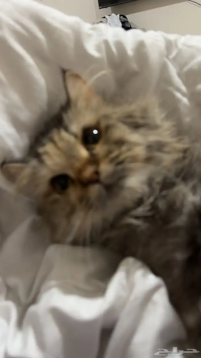 قطه شيرازي 0