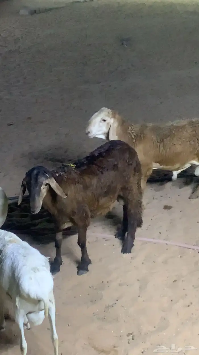 للبيع سواكن وتيوس وبرابر شرط مرابي 7