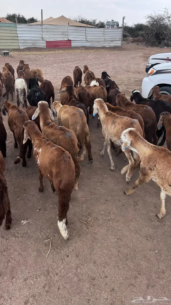 طليان سواكن حمري 2