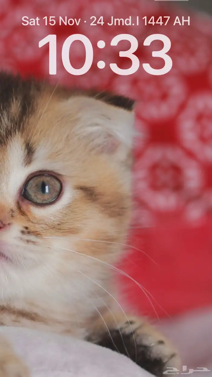 سكوتش فولد تايجر انثى 0