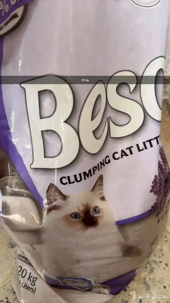 قط سكوتش فولد ذكر 8