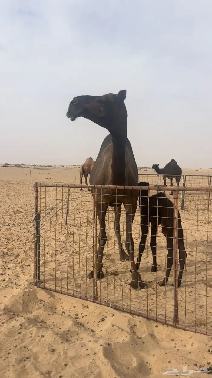 خلفه ثنو تحتها قعود االموقع رنيه 1