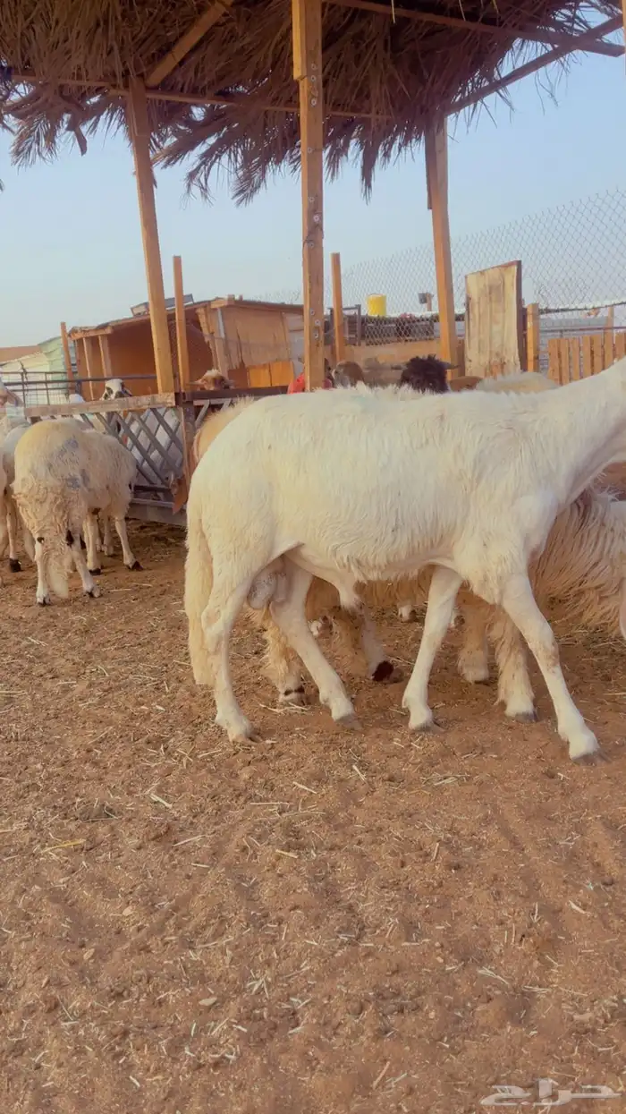 طليان سواكن مرابي 4 شهور فل شحم 9