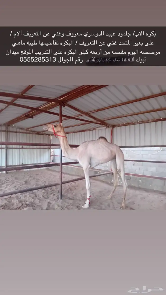 للبيع بكره طيبه 0