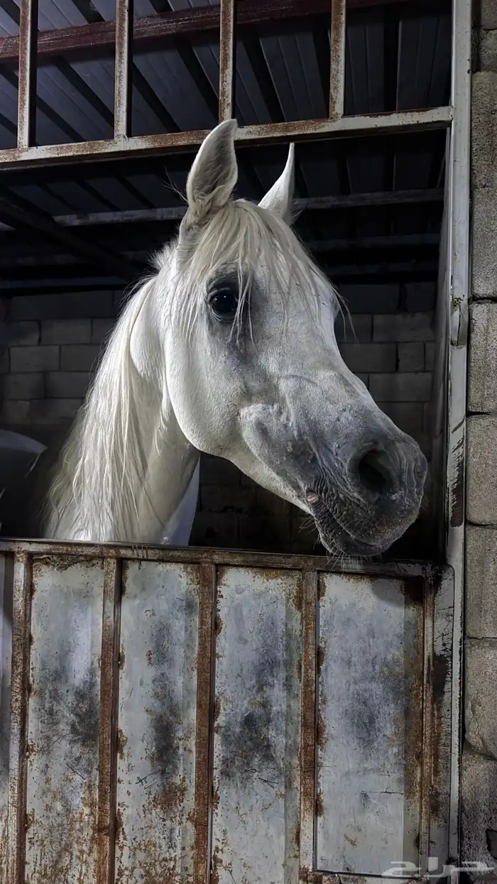 حصان مصري بيور 8