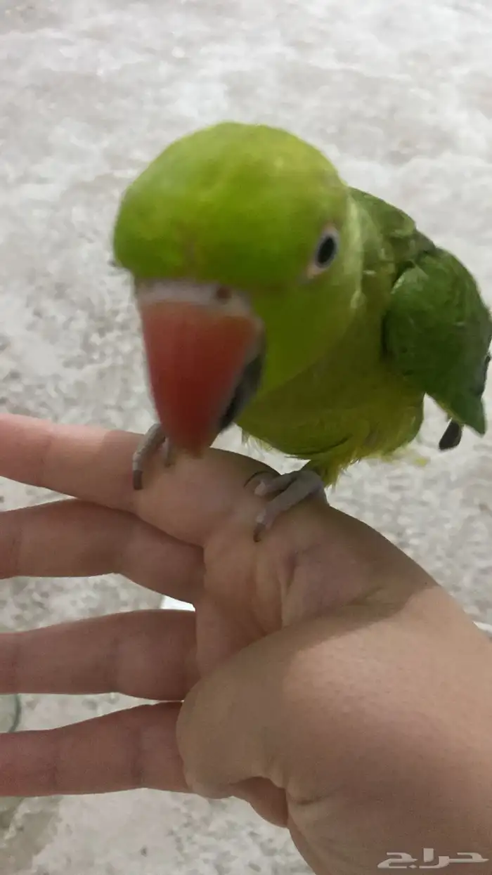 ببغاء الدرة هندية للبيع اثنين واحد ذكر واحد أنثى 0