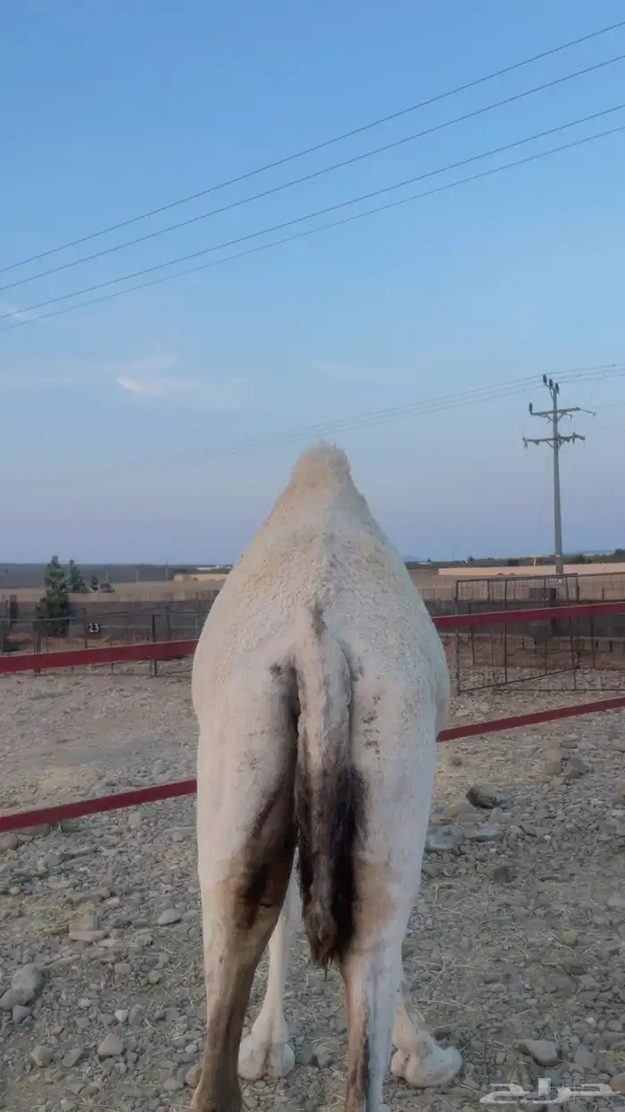 بكار للبيع ( تم البيع) 3