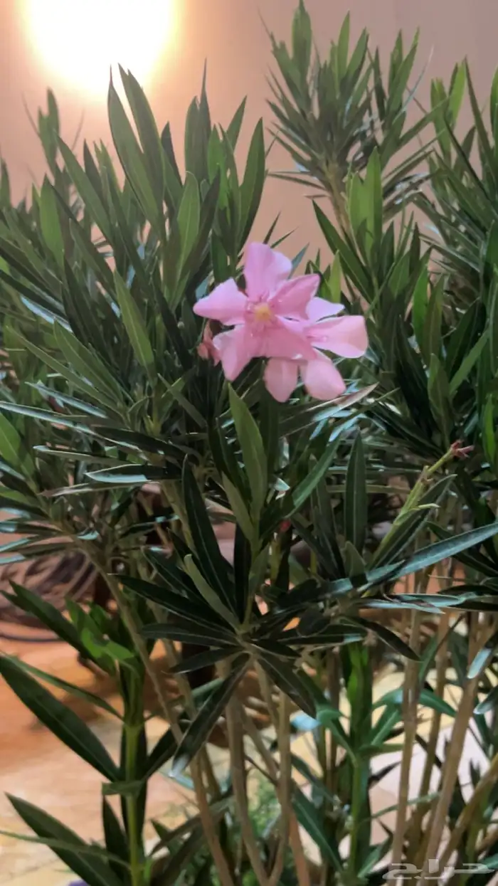 شاليه استراحه للايجار 12