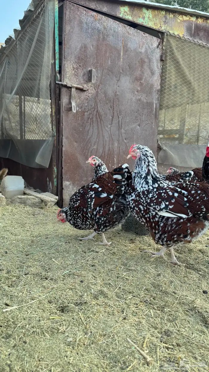 دجاج سوساكس 4