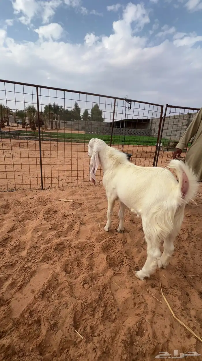 تيس مشروع فحل العمر 6 اشهر شق توم علي جميع الشروط 1