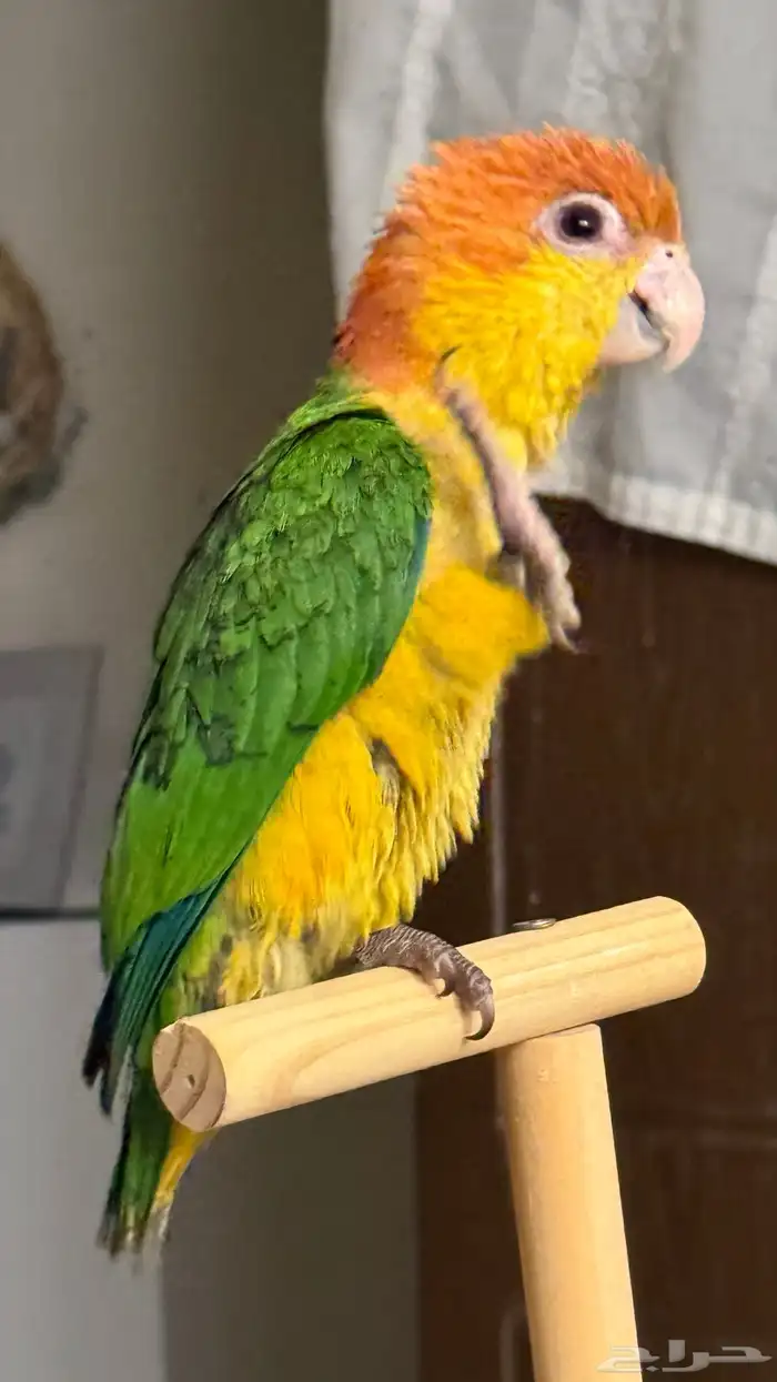 فرخ كايك وايت بيلي اليف ولعوووب جدا  ماشاءالله تبارك الرحمن 0