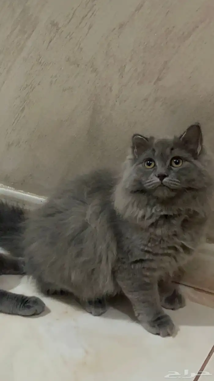 لتبني قطة مكس شيرازي و سكوتش 1