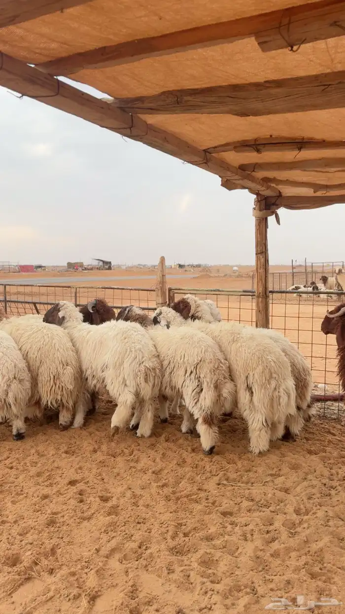 نعيم وحري العدد 12 جبر 3