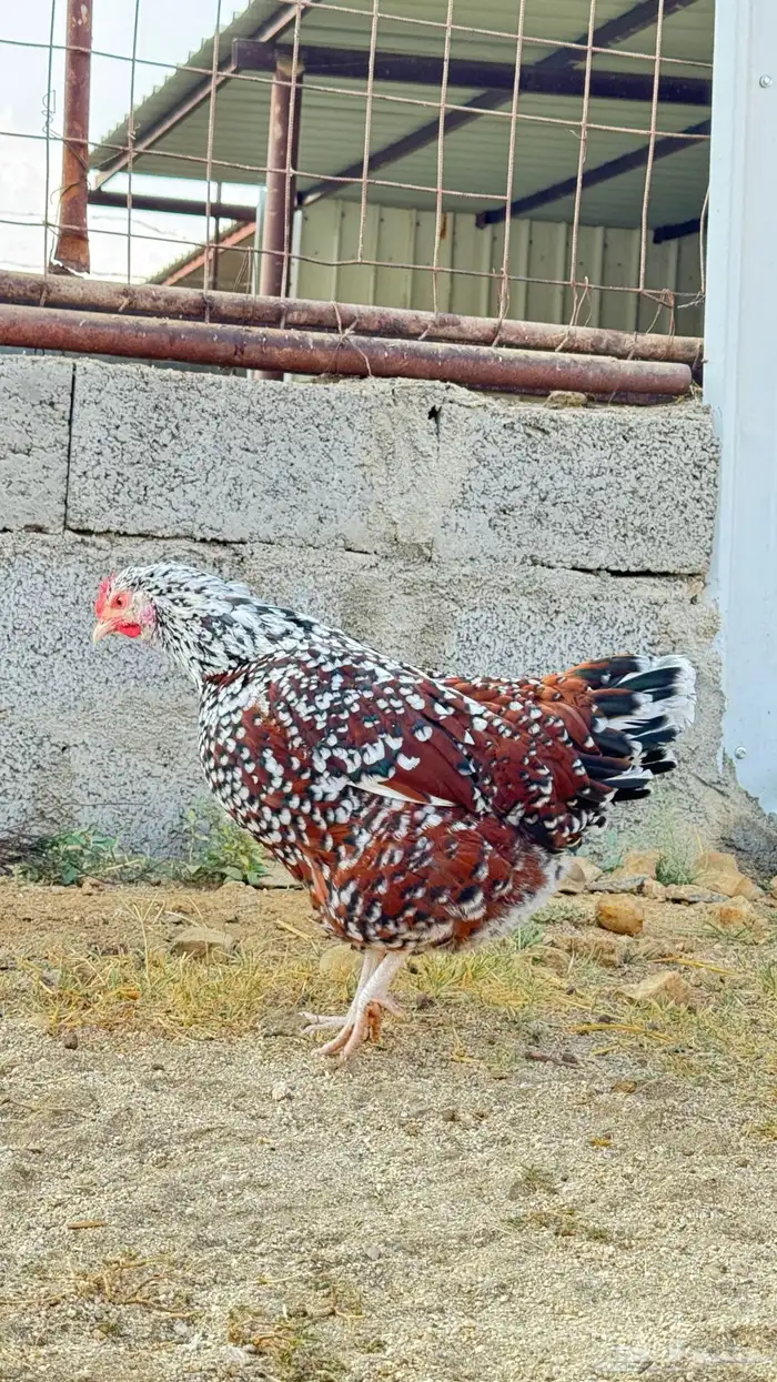 دجاج سوساكس 3