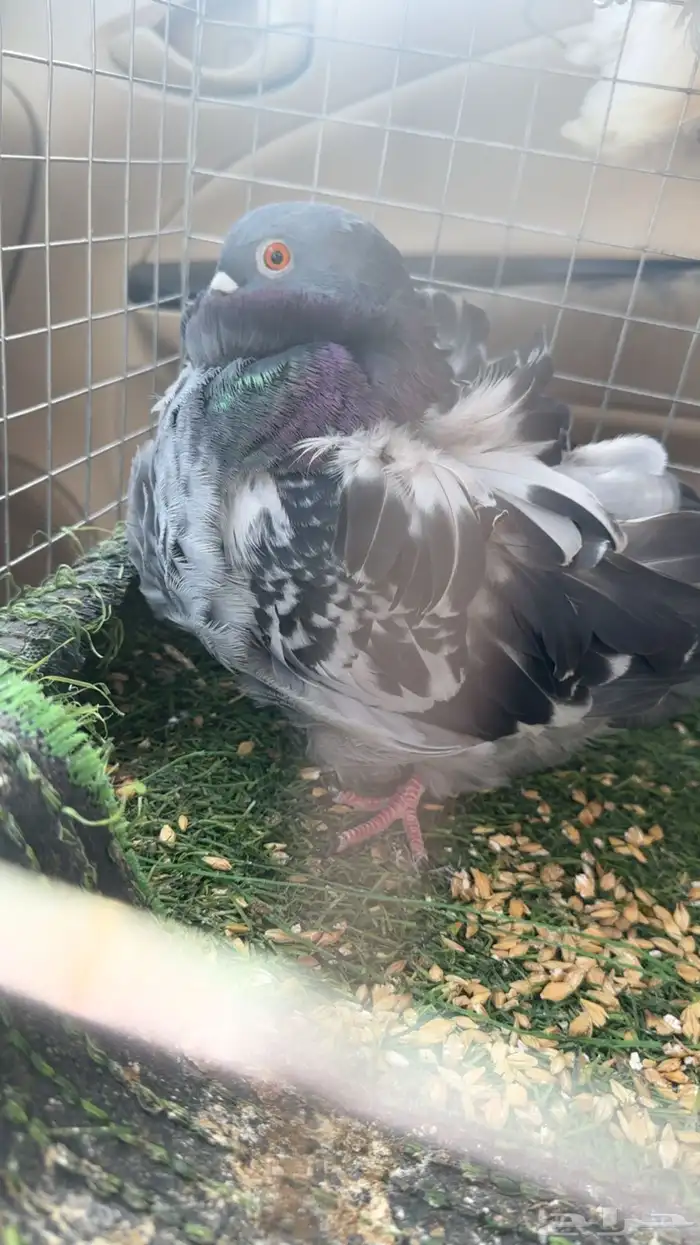 حمام كشكشي 6