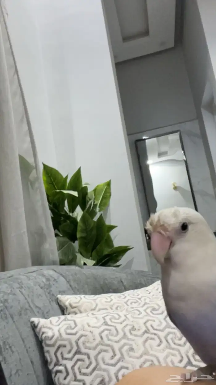 للبيع زوز تربيه يبي تزاوج 0