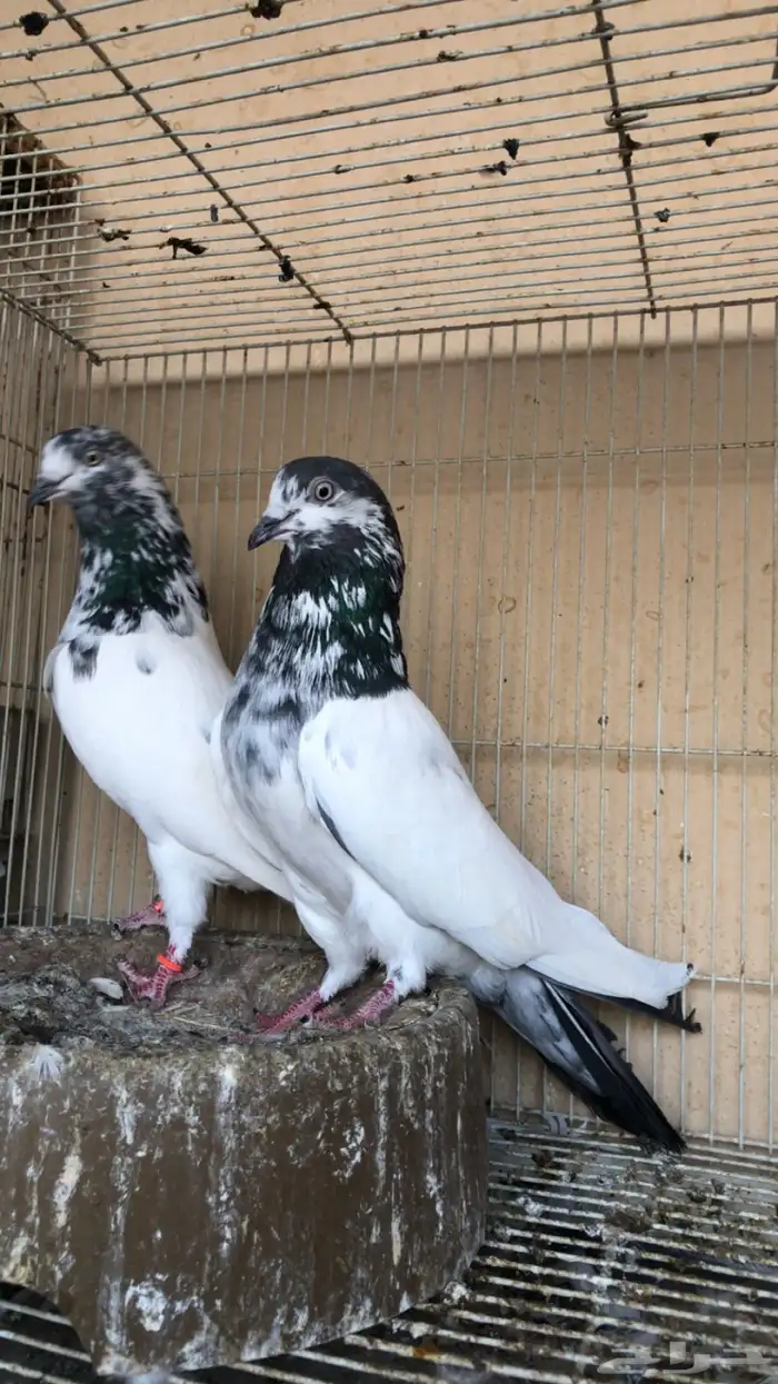 حمام باكستاني 0