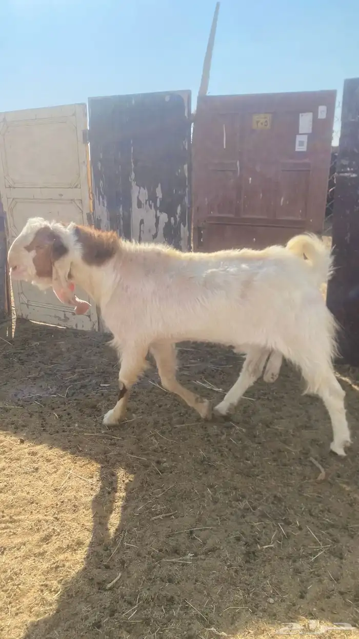 للبيع فحل هولندي طيب انتاج فاخر جرم طيب 1