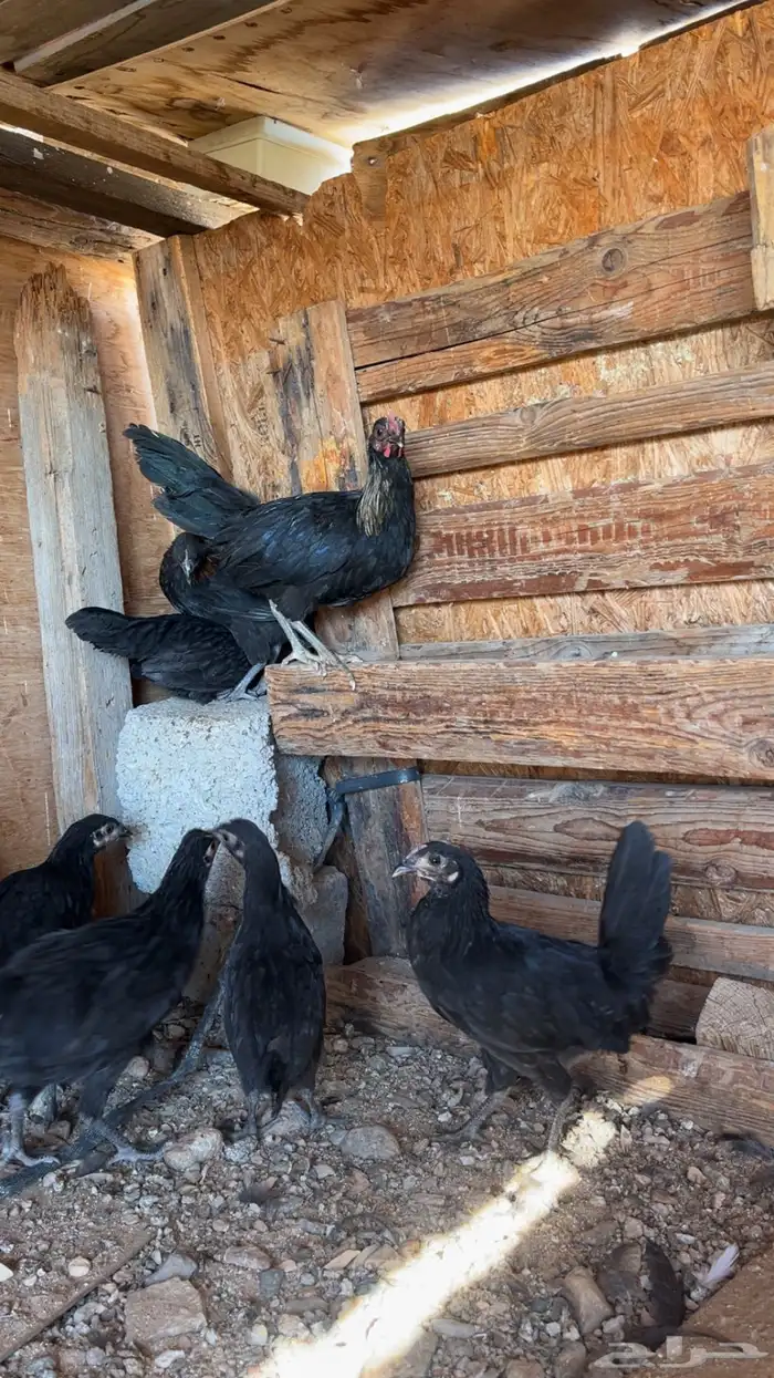 دجاج بلدي صك 0