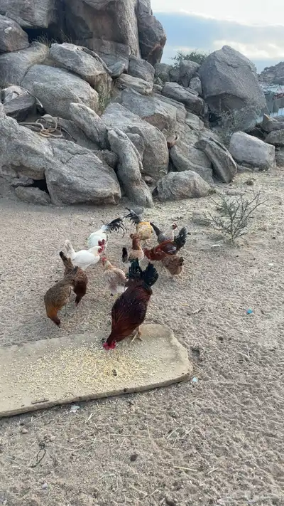 دجاج بري بياض index