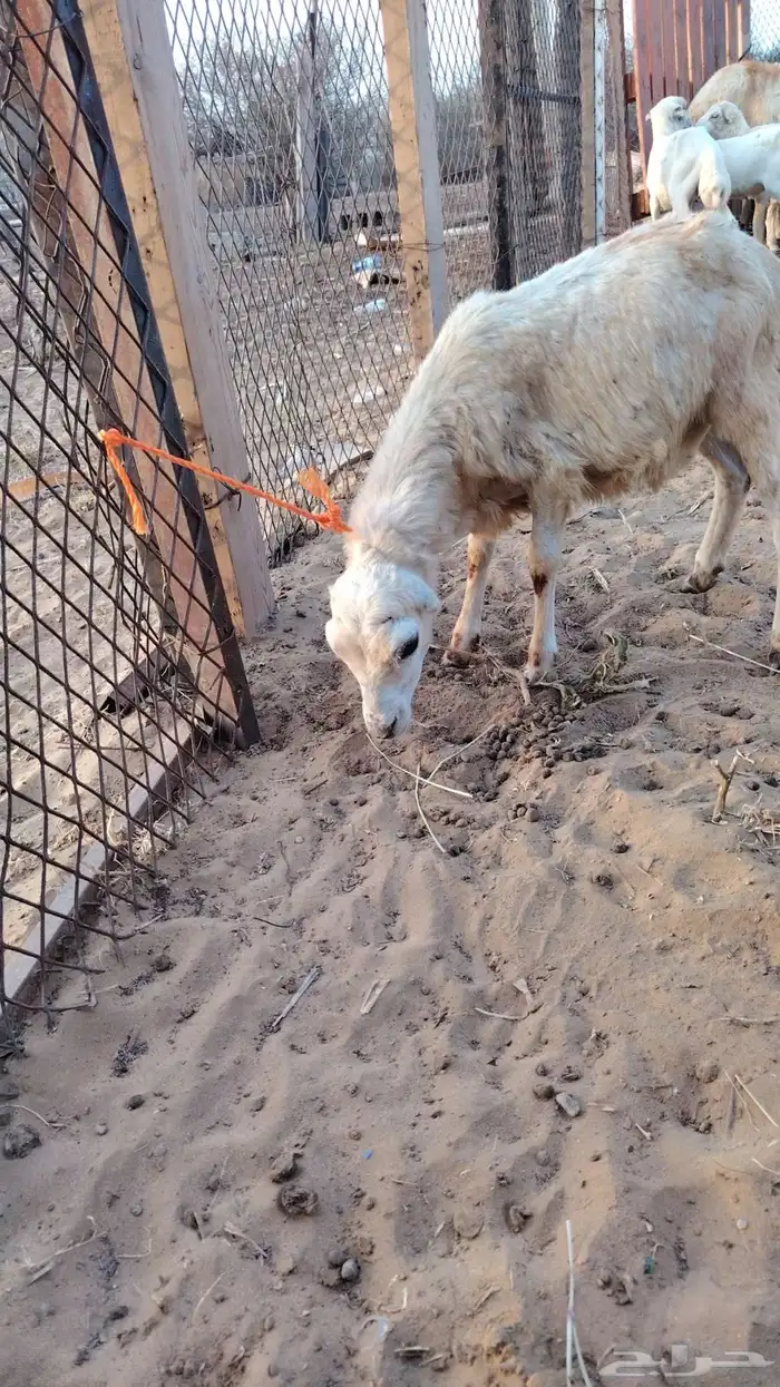 فرير للبيع 1