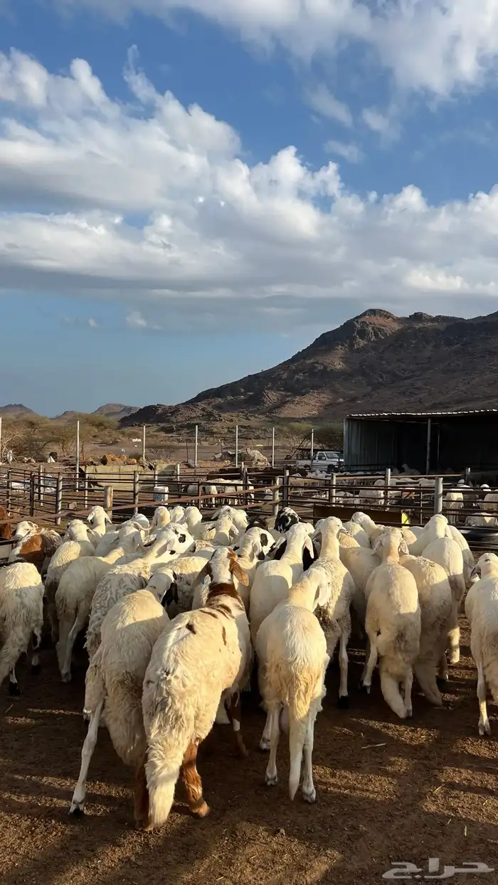 طليان سواكن جادعان شبيه الحري 28