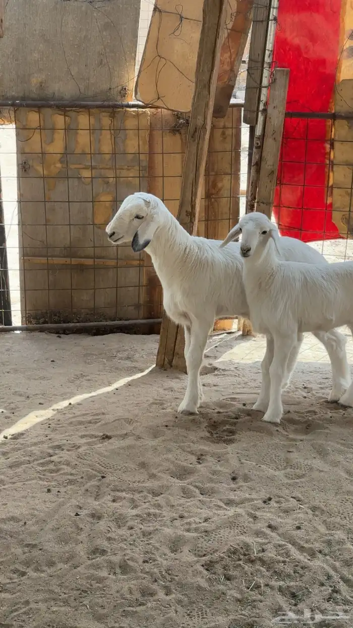 حريات ذبايح وخلفات 2