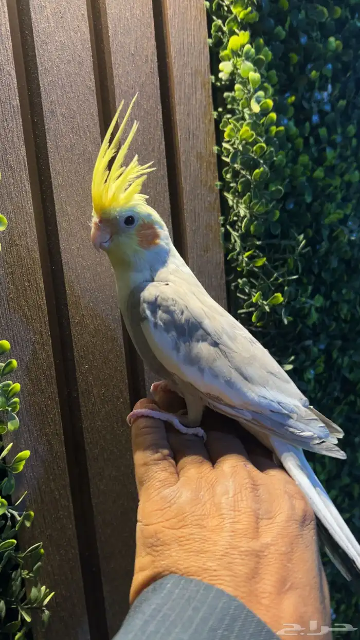 كروان انثى للبيع اليف. شرط الصحه الموقع رفحاء 0