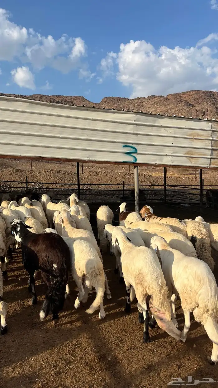 طليان سواكن جادعان شبيه الحري 16