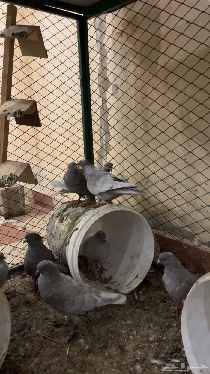 حمام غير معروف بس انا الي اشوف حمام قلابي ي لوت ي قلاب 0