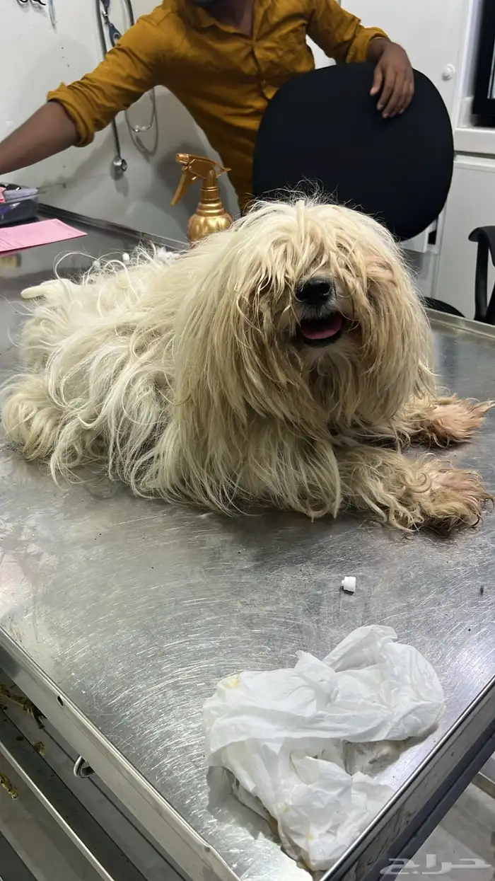 كلب للتبني مالتيز 0