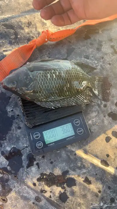 سمك بلطي index