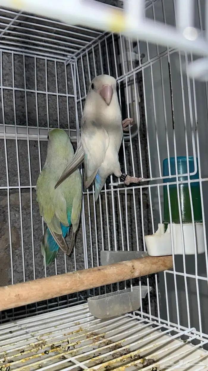 زوج روز منتج ابرق و أكوا تفاحي 2