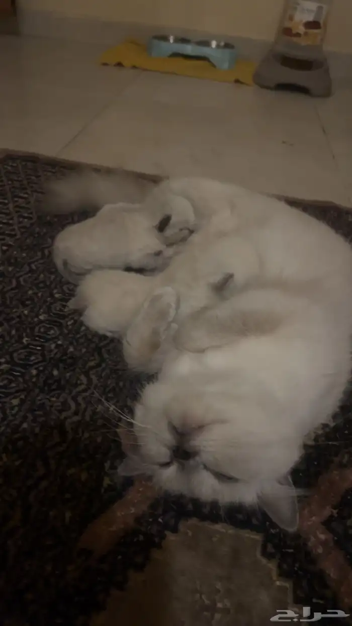 قطه هملايا مع اطفالها واغراضها للبيع 1