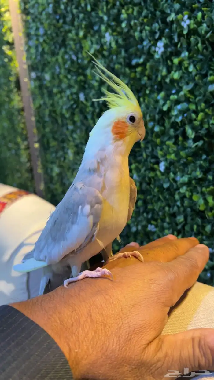 كروان انثى للبيع اليف. شرط الصحه الموقع رفحاء 1